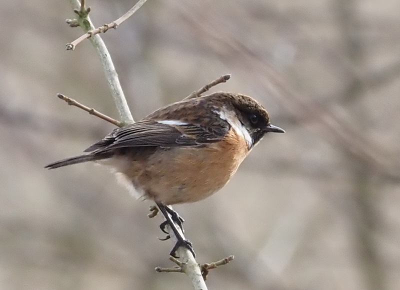 stonechat2021male.jpg