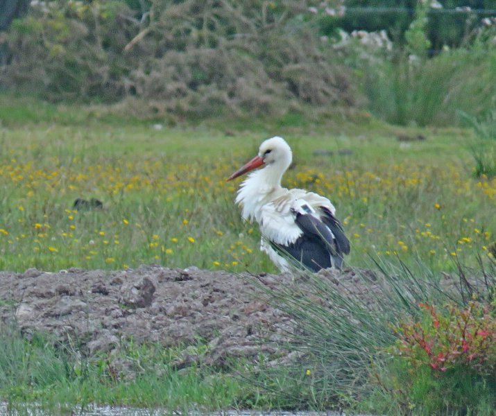 STORK (2).JPG