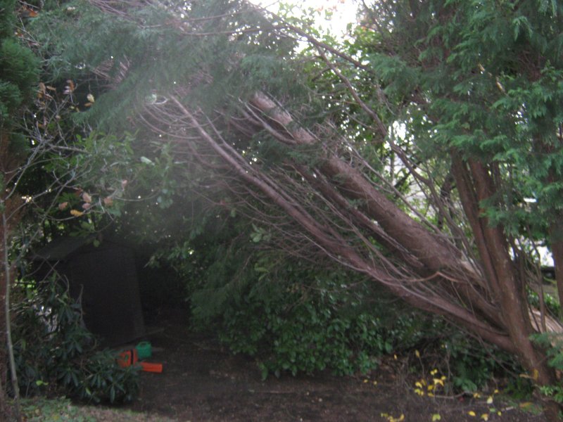 Storm damage.JPG