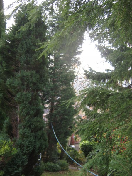 Storm damaged conifer Dec 2013 (6).JPG