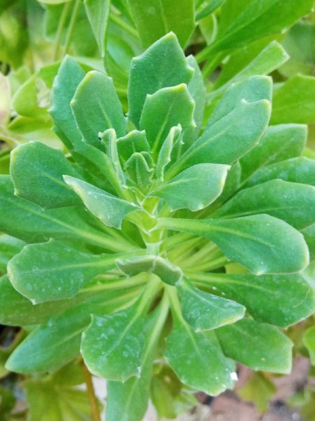 Stranger in Geranium Pot.jpg