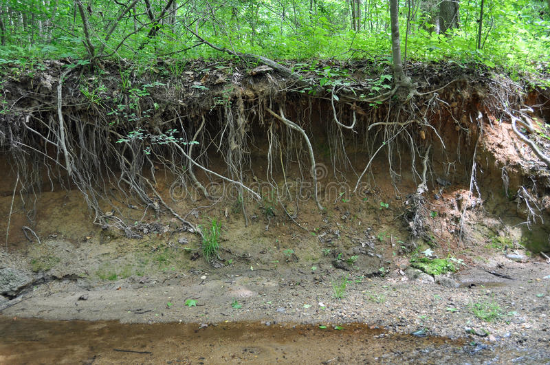 stream-bank-erosion-highly-eroded-riverbank-tree-roots-exposed-undercut-54217473.jpg