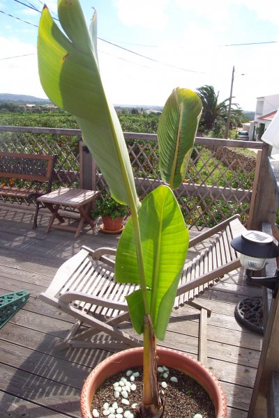 Strelitzia Nicholai.JPG