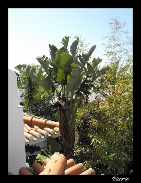 Strelizia nicolai3.JPG