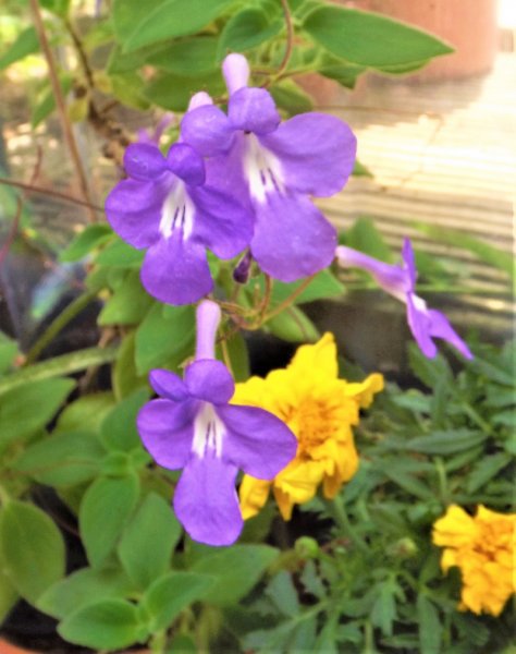 Streptocarpus saxorum.jpg