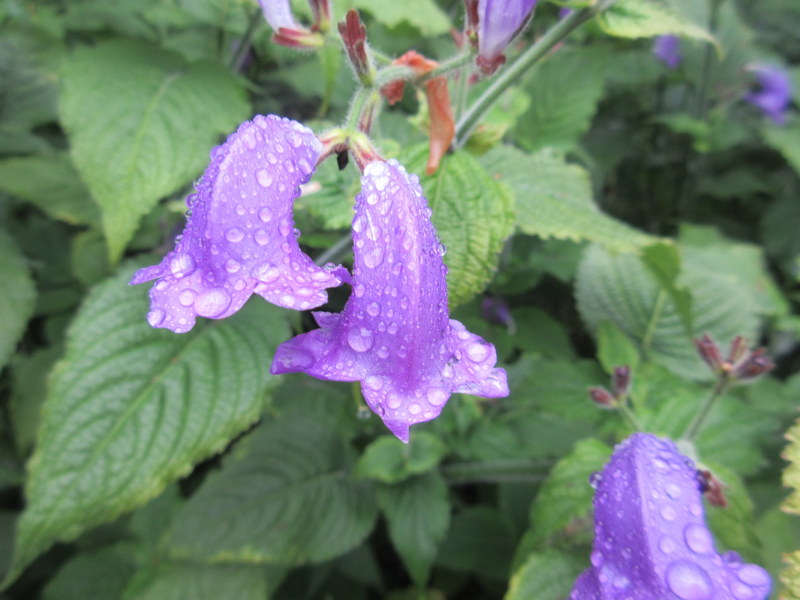 STROBILANTHES  ATROPURPUREA 09-Sep-17 3-30-16 PM.JPG
