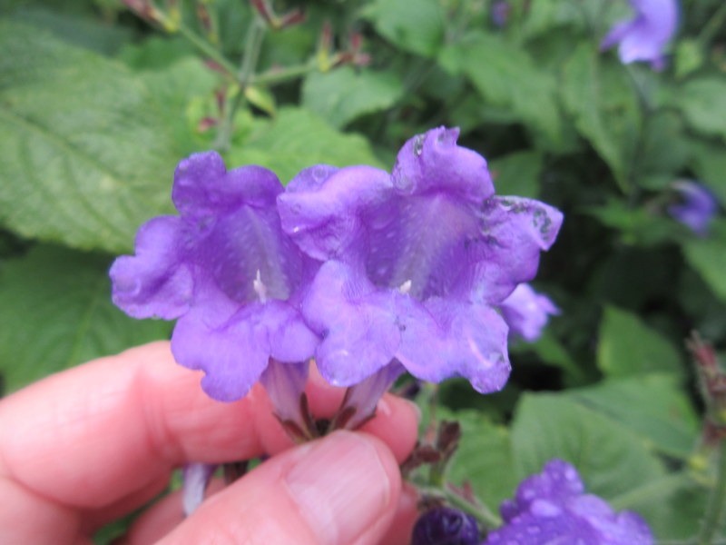 STROBILANTHES  ATROPURPUREA 09-Sep-17 3-30-25 PM.JPG