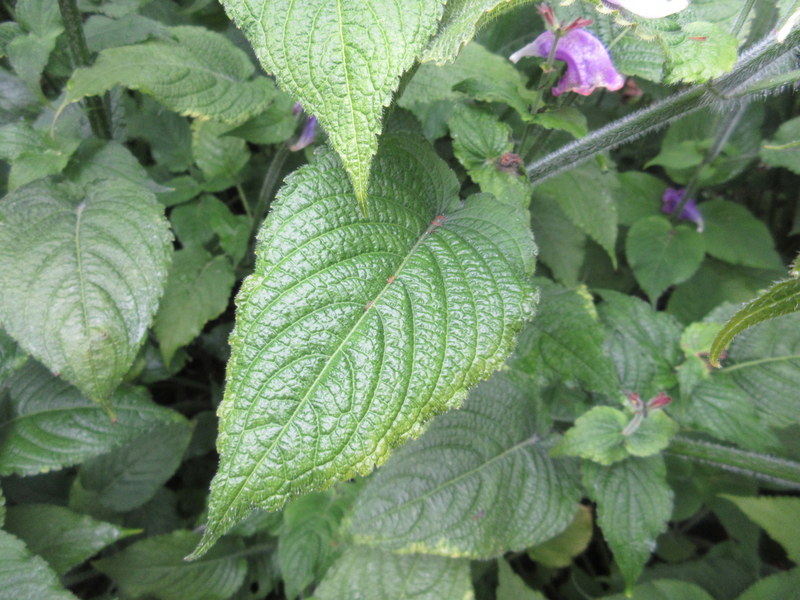 STROBILANTHES  ATROPURPUREA 09-Sep-17 3-30-31 PM.JPG