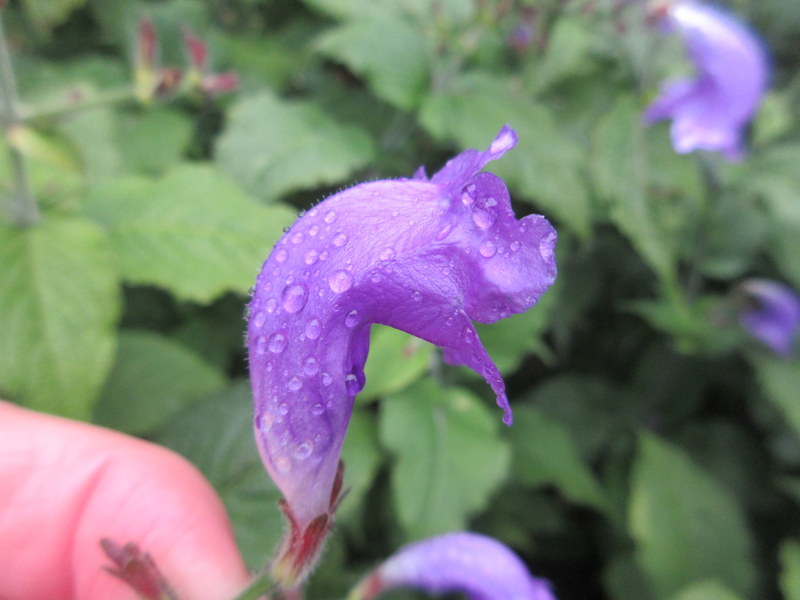 STROBILANTHES  ATROPURPUREA 09-Sep-17 3-30-57 PM.JPG