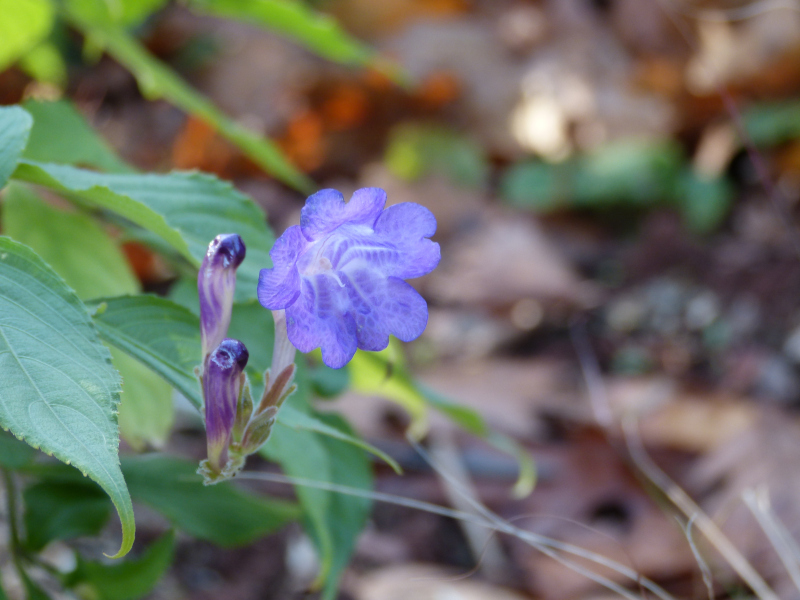 Strobilanthes attenuata.JPG