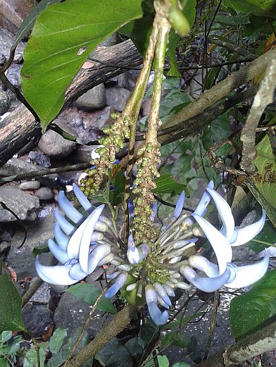 Strongylodon caeruleus.jpg