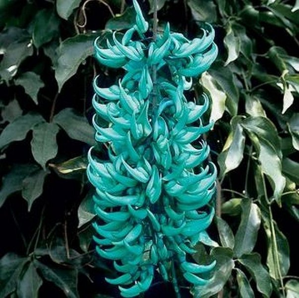 Strongylodon macrobotrys.jpg