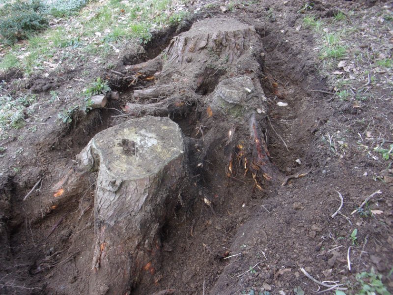 Stumps Mar 2023_0006.JPG
