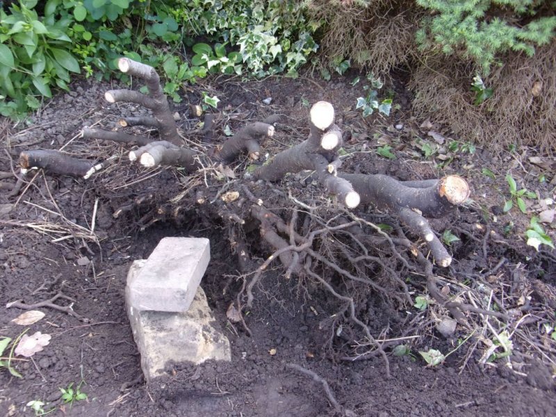 Stumps_0002.JPG