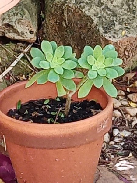 Succulent 27 May 22.jpg