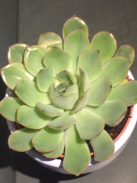 succulent3.JPG
