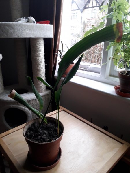 Sue`s Aspidistra.jpg