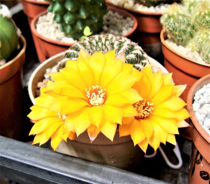 Sulcorebutia arenacea.JPG