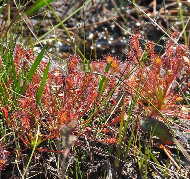 sundew 6.JPG