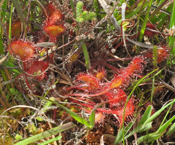 Sundew.JPG