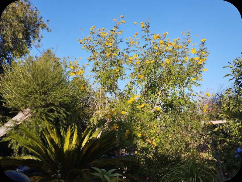 Sundown on Tecoma2 1 Aug 25.jpg