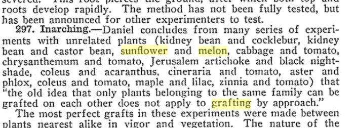 sunflower grafting.JPG