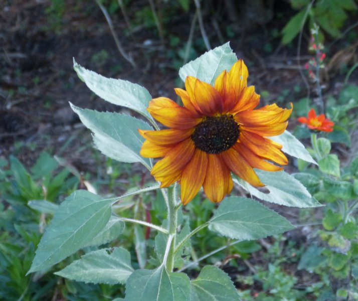 Sunflower.JPG