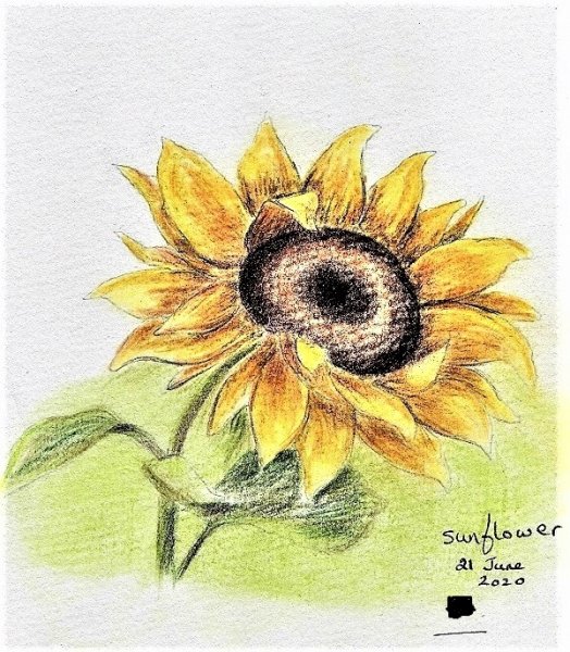 Sunflower.jpg