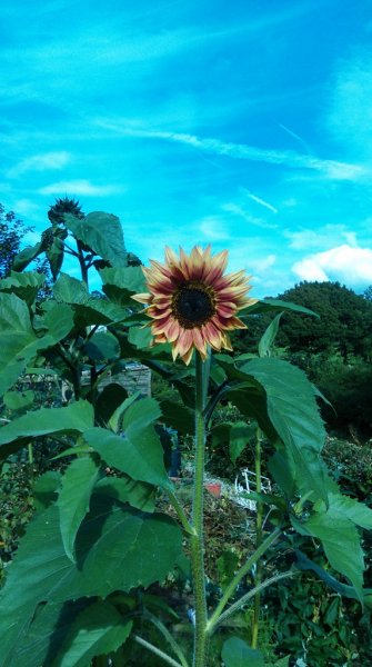 Sunflower -multiheaded _Autumn Beauty.jpg