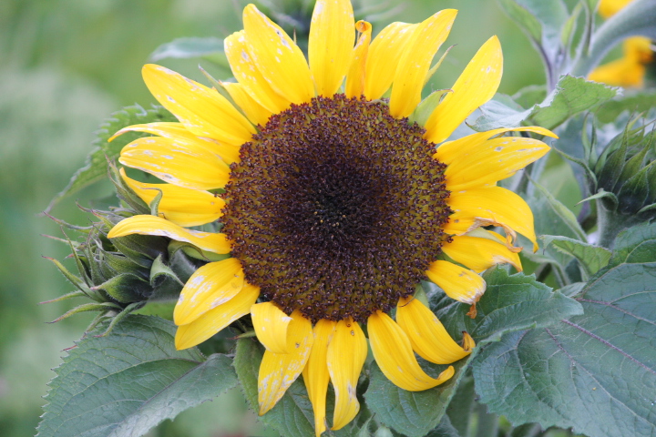 Sunflower 'Waooh!' (2).JPG