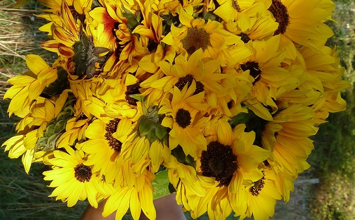 sunflowers cut.jpg