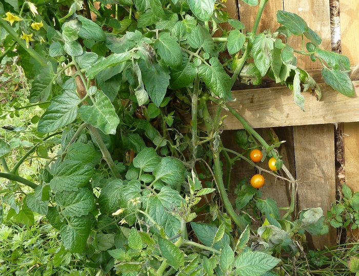sungold composters.jpg