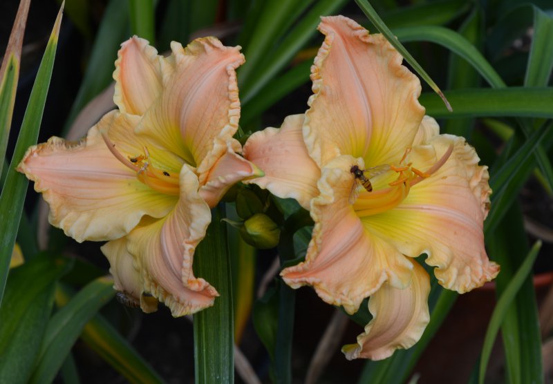 sunny perfection.JPG