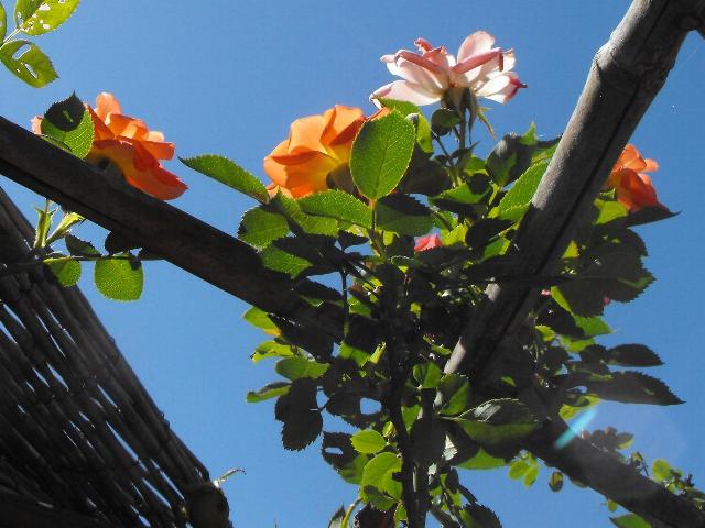 Sunseeker 22 Jun 09.JPG