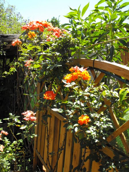 Sunseeker 24 May 12.JPG