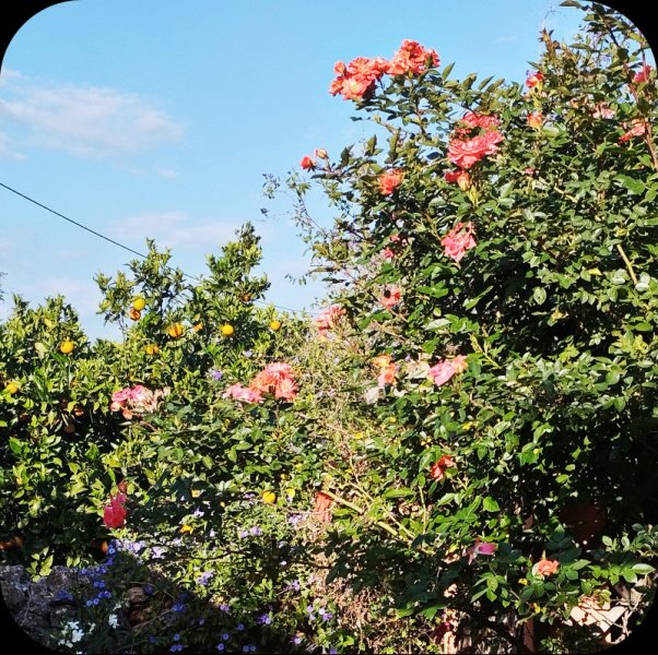 Sunseeker & Oranges 24 May 25.jpg