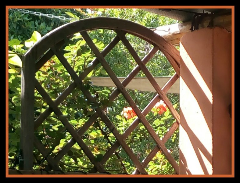 Sunseeker Trellis 1 May.jpg