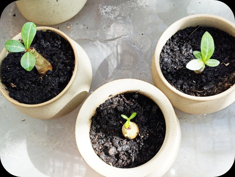 Super Babes 28 Jun 25.jpg