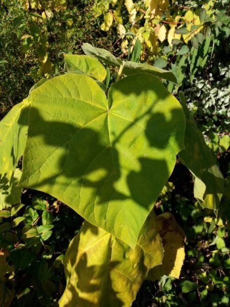 Sussex plant 3-001.jpg