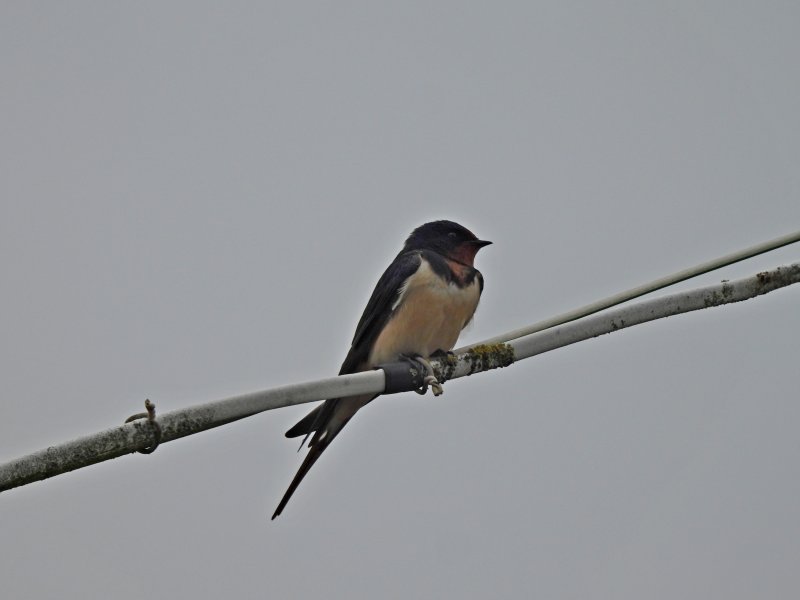 swallow 2.JPG