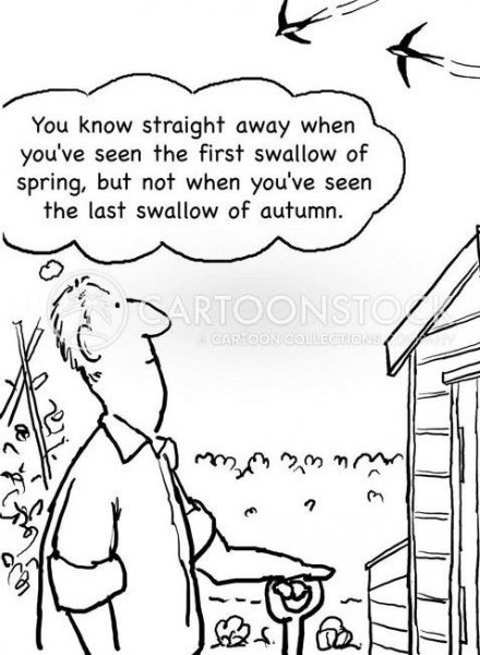 Swallow in Auitumn.jpg