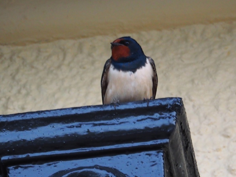 swallow perch.jpg