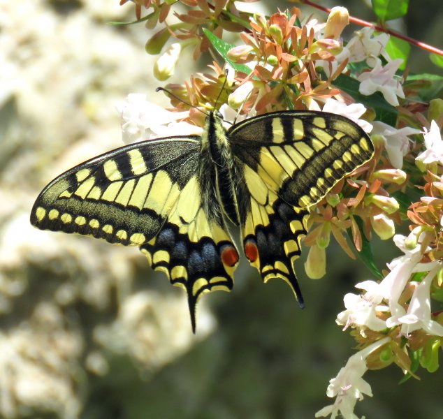 Swallowtail 1.JPG