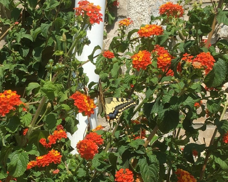 swallowtail butterfly Drvenik, Croatia September 2019.jpg