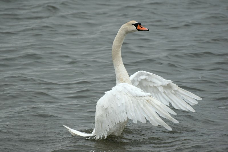 swan 1.jpg