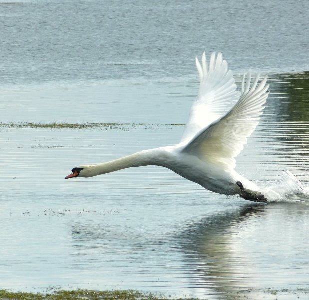SWAN 2.JPG