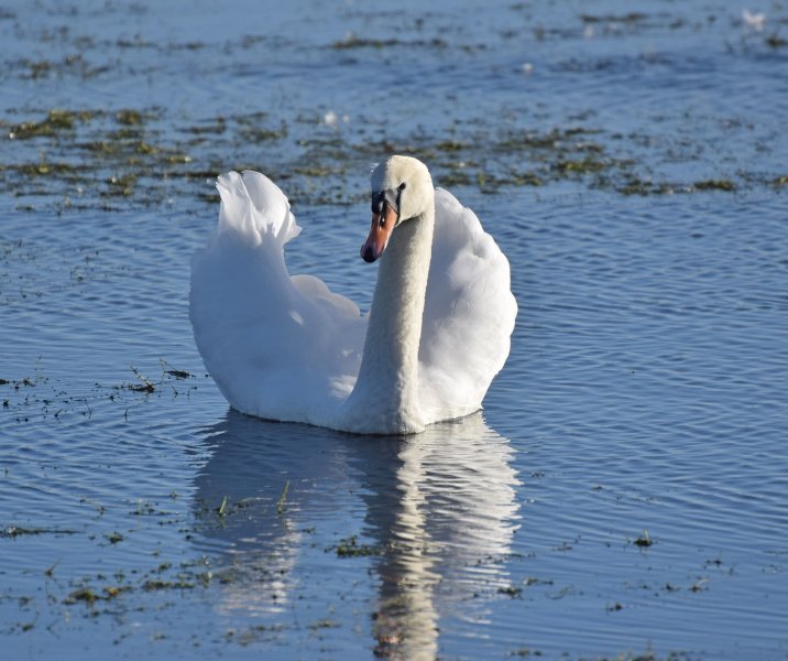 swan 2.jpg