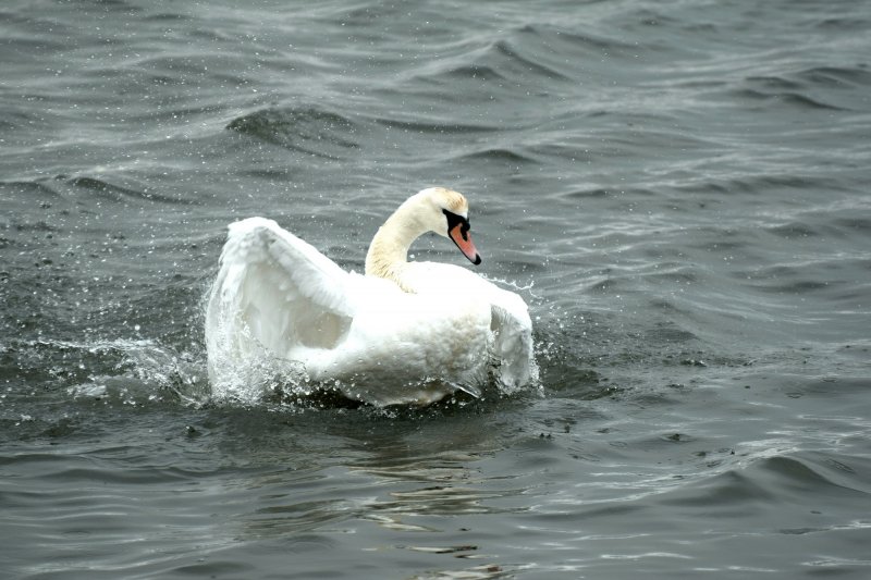 swan 2.jpg