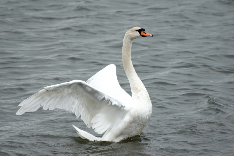 swan 4.jpg