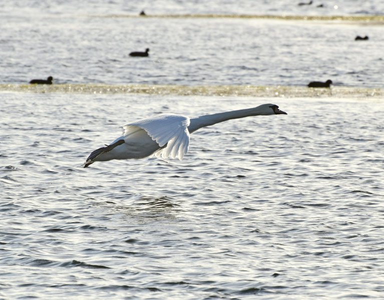 swan fly.jpg